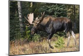 Shiras Bull Moose-Ken Archer-Mounted Photographic Print