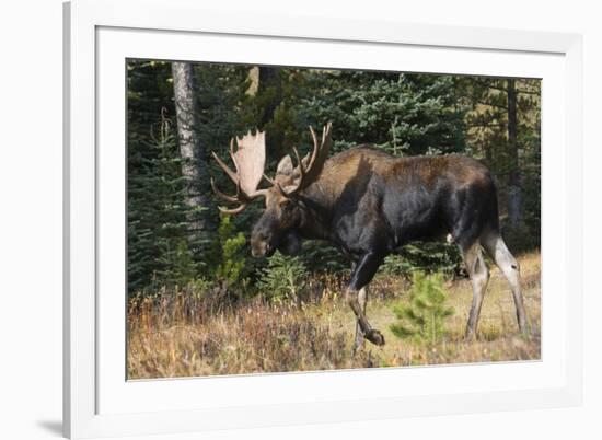 Shiras Bull Moose-Ken Archer-Framed Photographic Print