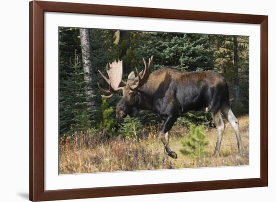 Shiras Bull Moose-Ken Archer-Framed Photographic Print