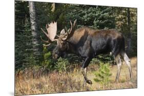 Shiras Bull Moose-Ken Archer-Mounted Photographic Print