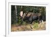 Shiras Bull Moose-Ken Archer-Framed Photographic Print