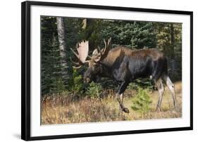 Shiras Bull Moose-Ken Archer-Framed Photographic Print