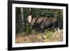 Shiras Bull Moose-Ken Archer-Framed Photographic Print