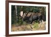 Shiras Bull Moose-Ken Archer-Framed Photographic Print