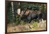 Shiras Bull Moose-Ken Archer-Framed Photographic Print