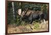 Shiras Bull Moose-Ken Archer-Framed Photographic Print