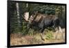 Shiras Bull Moose-Ken Archer-Framed Photographic Print