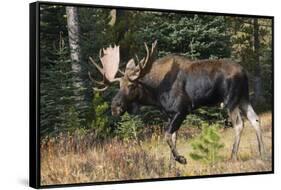 Shiras Bull Moose-Ken Archer-Framed Stretched Canvas