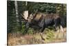 Shiras Bull Moose-Ken Archer-Stretched Canvas