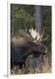 Shiras Bull Moose-Ken Archer-Framed Photographic Print