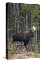 Shiras Bull Moose-Ken Archer-Stretched Canvas