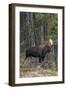 Shiras Bull Moose-Ken Archer-Framed Premium Photographic Print