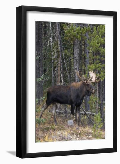 Shiras Bull Moose-Ken Archer-Framed Premium Photographic Print