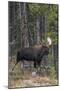 Shiras Bull Moose-Ken Archer-Mounted Photographic Print