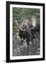 Shiras Bull Moose-Ken Archer-Framed Photographic Print