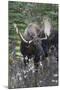 Shiras Bull Moose-Ken Archer-Mounted Photographic Print