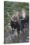 Shiras Bull Moose-Ken Archer-Stretched Canvas