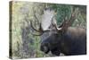 Shiras Bull Moose-Ken Archer-Stretched Canvas