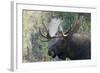 Shiras Bull Moose-Ken Archer-Framed Photographic Print