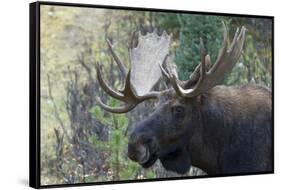 Shiras Bull Moose-Ken Archer-Framed Stretched Canvas