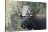 Shiras Bull Moose-Ken Archer-Stretched Canvas