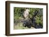 Shiras Bull Moose-Ken Archer-Framed Premium Photographic Print