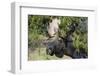 Shiras Bull Moose-Ken Archer-Framed Premium Photographic Print