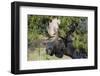 Shiras Bull Moose-Ken Archer-Framed Photographic Print