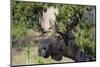 Shiras Bull Moose-Ken Archer-Mounted Photographic Print