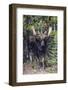 Shiras Bull Moose-Ken Archer-Framed Photographic Print