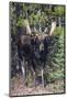 Shiras Bull Moose-Ken Archer-Mounted Photographic Print