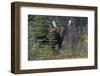 Shiras Bull Moose-Ken Archer-Framed Photographic Print