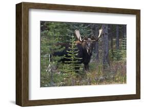 Shiras Bull Moose-Ken Archer-Framed Photographic Print