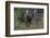 Shiras Bull Moose-Ken Archer-Framed Photographic Print