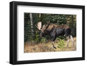 Shiras Bull Moose-Ken Archer-Framed Photographic Print