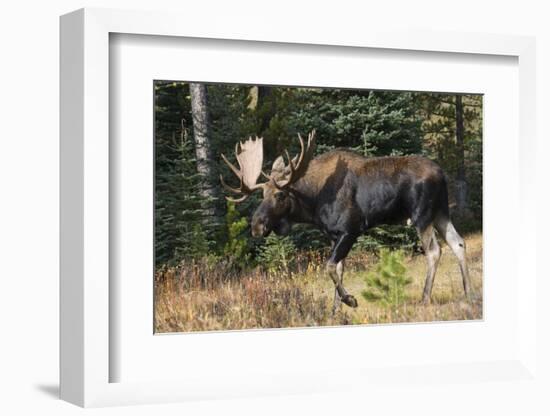 Shiras Bull Moose-Ken Archer-Framed Photographic Print