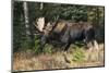 Shiras Bull Moose-Ken Archer-Mounted Photographic Print