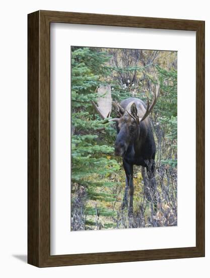 Shiras Bull Moose-Ken Archer-Framed Photographic Print