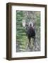 Shiras Bull Moose-Ken Archer-Framed Photographic Print