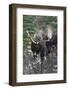 Shiras Bull Moose-Ken Archer-Framed Photographic Print