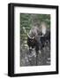 Shiras Bull Moose-Ken Archer-Framed Photographic Print