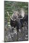 Shiras Bull Moose-Ken Archer-Mounted Photographic Print