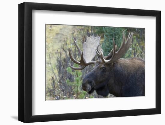 Shiras Bull Moose-Ken Archer-Framed Photographic Print