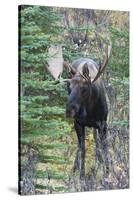 Shiras Bull Moose-Ken Archer-Stretched Canvas