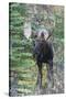 Shiras Bull Moose-Ken Archer-Stretched Canvas