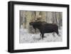 Shiras bull moose-Ken Archer-Framed Photographic Print