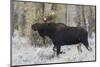 Shiras bull moose-Ken Archer-Mounted Photographic Print