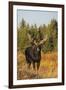 Shiras bull moose-Ken Archer-Framed Photographic Print