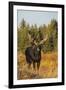 Shiras bull moose-Ken Archer-Framed Photographic Print