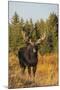 Shiras bull moose-Ken Archer-Mounted Photographic Print